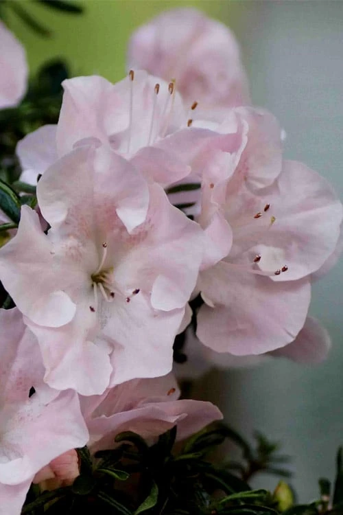 Tsuki No Shimo Satsuki Azalea - 1 Gallon Pot - Image 4