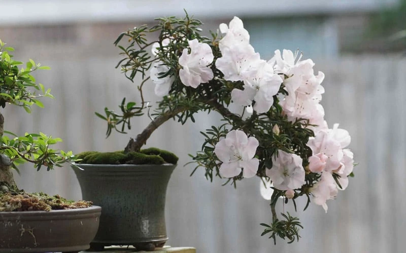 Tsuki No Shimo Satsuki Azalea - 1 Gallon Pot - Image 6