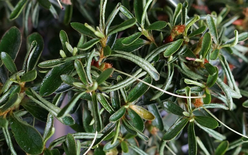 Tsuki No Shimo Satsuki Azalea - 1 Gallon Pot - Image 5