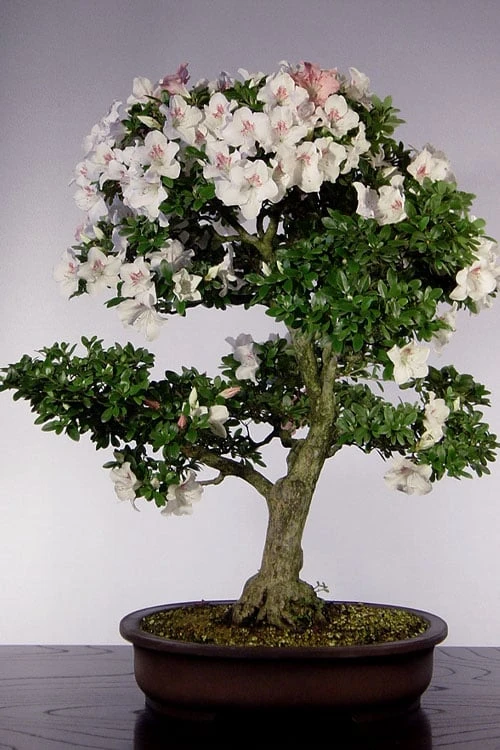 Joga Satsuki Azalea - 6 Pack Of 1 Gallon Pots - Image 5