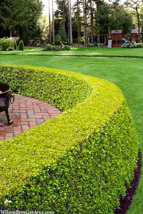 Golden Triumph Variegated Dwarf Boxwood - 6 Pack Of 1 Gallon Pots - Image 4