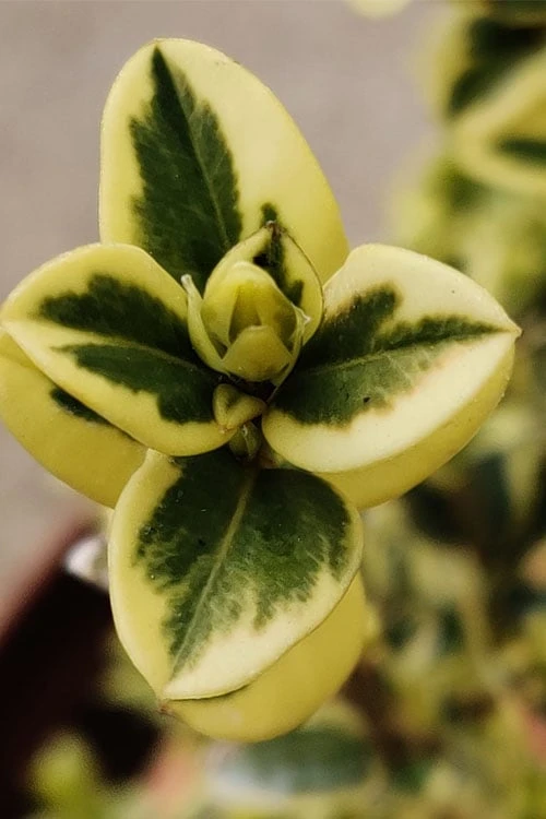 Variegated Boxwood (Buxus Sempervirens 'Aureovariegata') - 5 Gallon Pot - Image 6