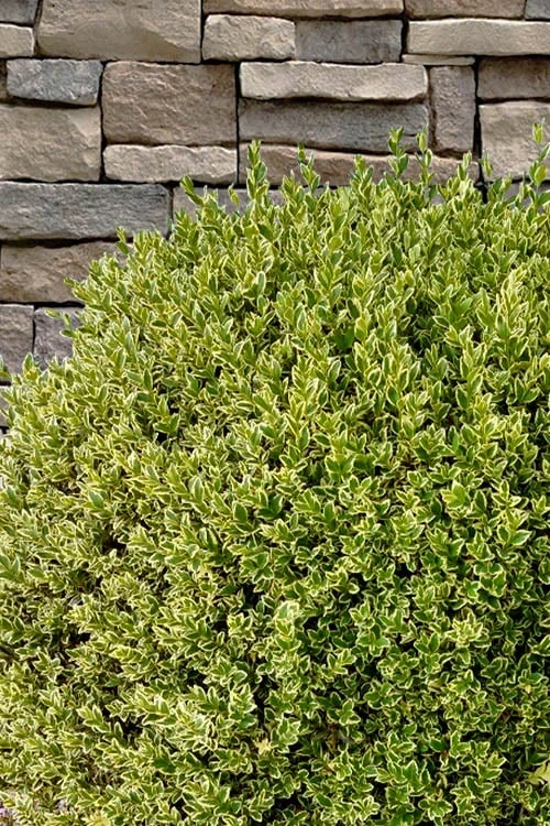Variegated Boxwood (Buxus Sempervirens 'Aureovariegata') - 2 Gallon Pot - Image 7