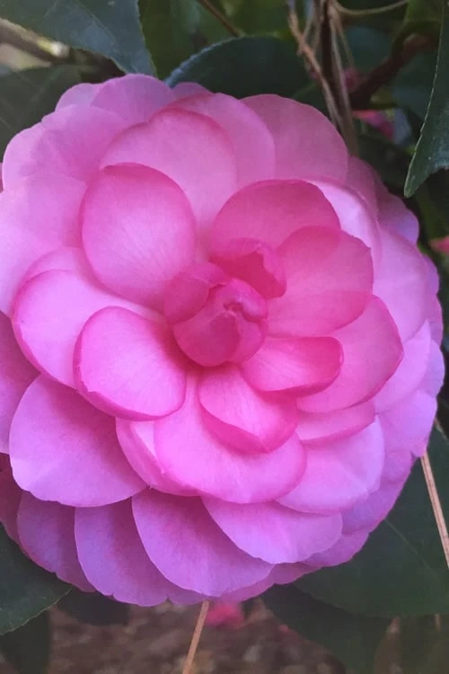 Early Autumn Camellia Japonica - 3 Gallon Pot