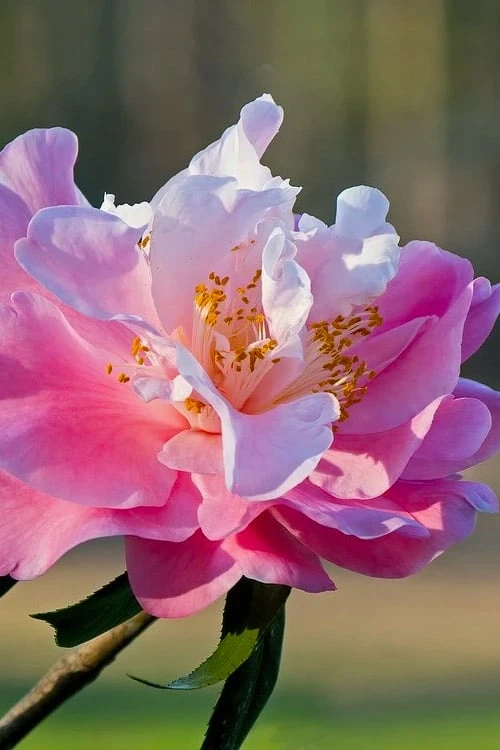 Our Linda Camellia - 3 Gallon Pot - Image 4