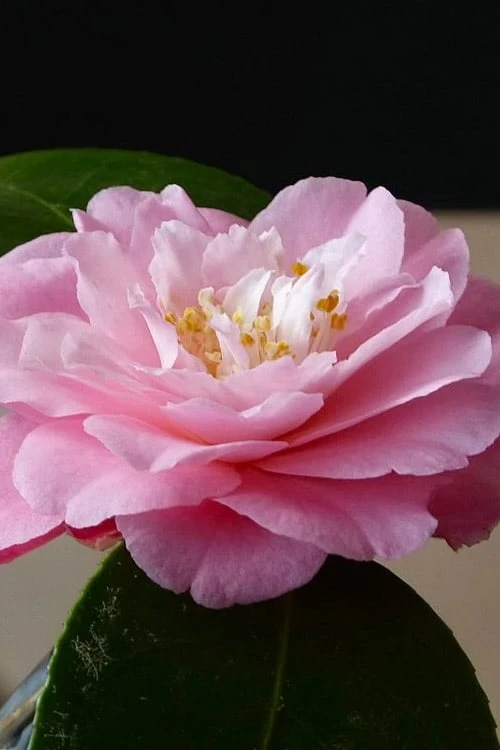 Our Linda Camellia - 3 Gallon Pot - Image 5