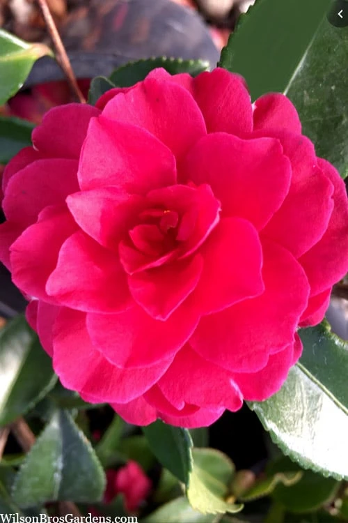 Purple Haze Camellia- 2 Gallon Pot - Image 4