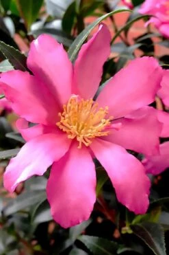 Slim 'N Trim Camellia - 3 Gallon Pot