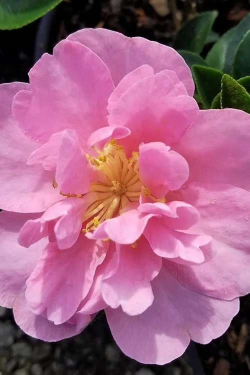 Taylors Perfection Pink Camellia Hybrid - 3 Gallon Pot - Image 4