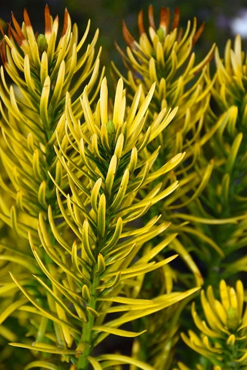 Korean Gold Plum Yew (Cephalotaxus) - 3 Gallon Pot - Image 4