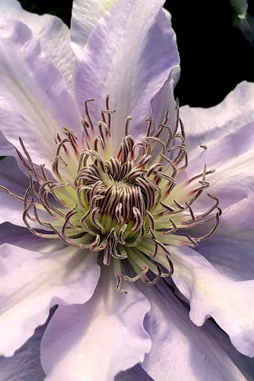 Filigree Clematis - 1 Gallon Pot - Image 5