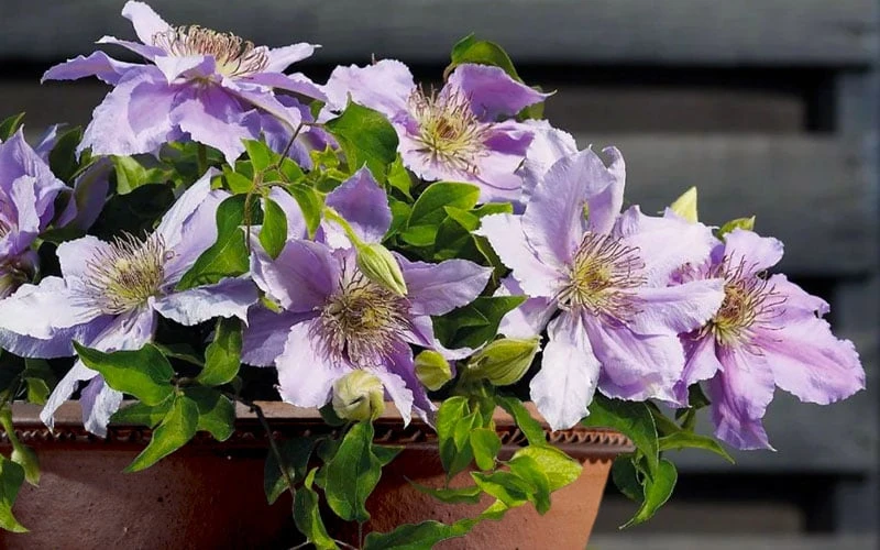 Filigree Clematis - 1 Gallon Pot - Image 6