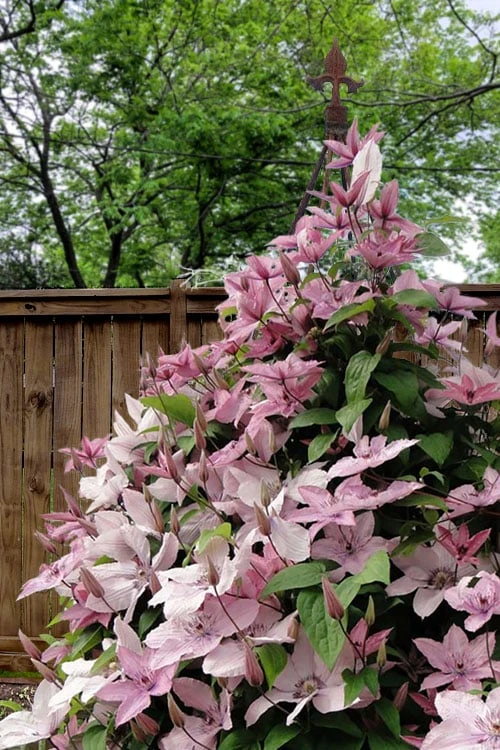 Hagley Hybrid Clematis - 1 Gallon Pot - Image 5