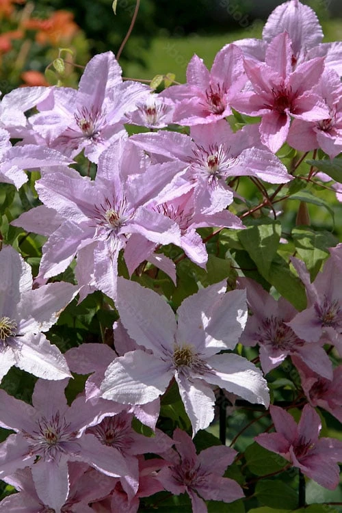 Hagley Hybrid Clematis - 1 Gallon Pot - Image 9