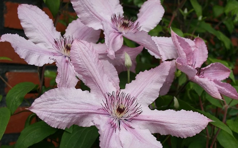 Hagley Hybrid Clematis - 1 Gallon Pot - Image 8