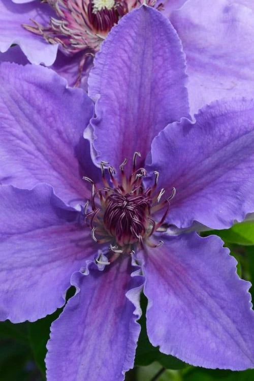 Ines Clematis - 1 Gallon Pot - Image 4