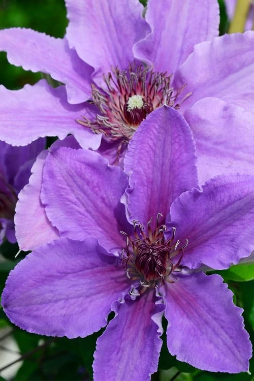 Ines Clematis - 1 Gallon Pot - Image 5