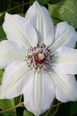 Miss Bateman Clematis - 1 Gallon Pot