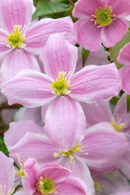 Mayleen Montana Clematis - 1 Gallon Pot - Image 5