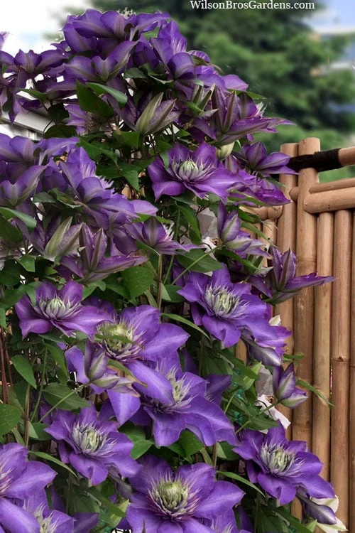 Multi Blue Clematis - 1 Gallon Pot - Image 4