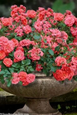 Coral Drift Groundcover Rose - 2 Gallon Pot