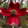 Ragin' Red Dogwood Tree - 5 Gallon Pot
