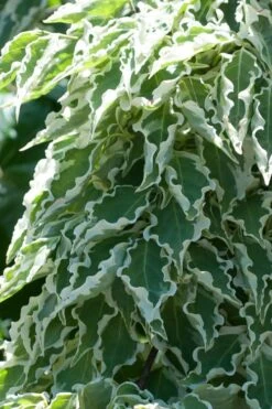 Samaritan Variegated Kousa Dogwood - 7 Gallon Pot (3-4')