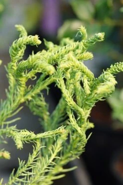Spiraliter Falcata' Cryptomeria (Japanese Cedar) - 1 Gallon Pot