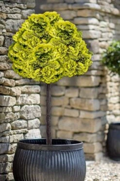 Golden Dwarf Hinoki Cypress Tree (Standard) - Chamaecyparis Obtusa 'Nana Lutea' - 5 Gallon Pot