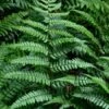 Champions Wood Fern (Dryopteris Championii) - 6 Pack Of 1 Gallon Pots