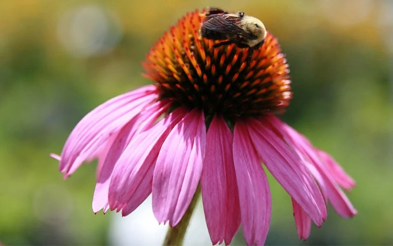 Magnus Purple Coneflower (Echinacea) - 1 Gallon Pot - Image 7