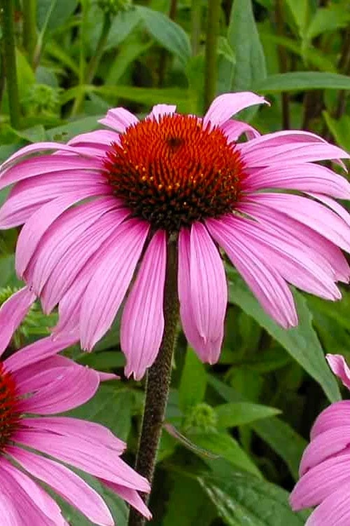 Magnus Purple Coneflower (Echinacea) - 1 Gallon Pot - Image 6