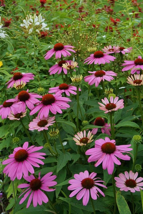 Magnus Purple Coneflower (Echinacea) - 1 Gallon Pot - Image 5