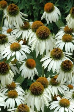 White Swan Coneflower (Echinacea) - 1 Gallon Pot