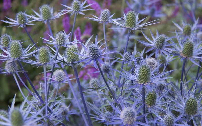 Blue Cap Sea Holly (Eryngium Planum 'Blaukappe') - 1 Gallon Pot - Image 6