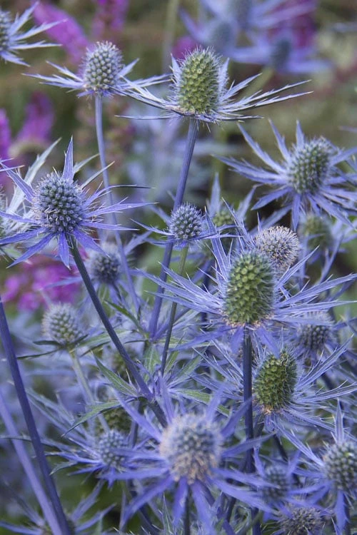 Blue Cap Sea Holly (Eryngium Planum 'Blaukappe') - 1 Gallon Pot - Image 5
