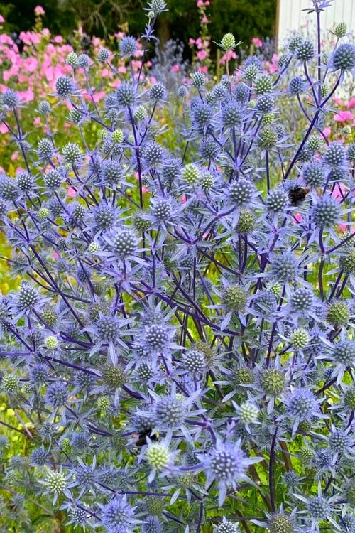 Blue Cap Sea Holly (Eryngium Planum 'Blaukappe') - 1 Gallon Pot