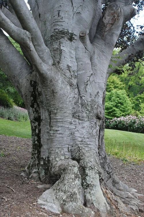 American Beech Tree (Fagus Grandifolia) - 3 Gallon Pot - Image 10