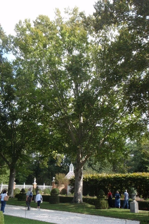 American Beech Tree (Fagus Grandifolia) - 3 Gallon Pot - Image 9