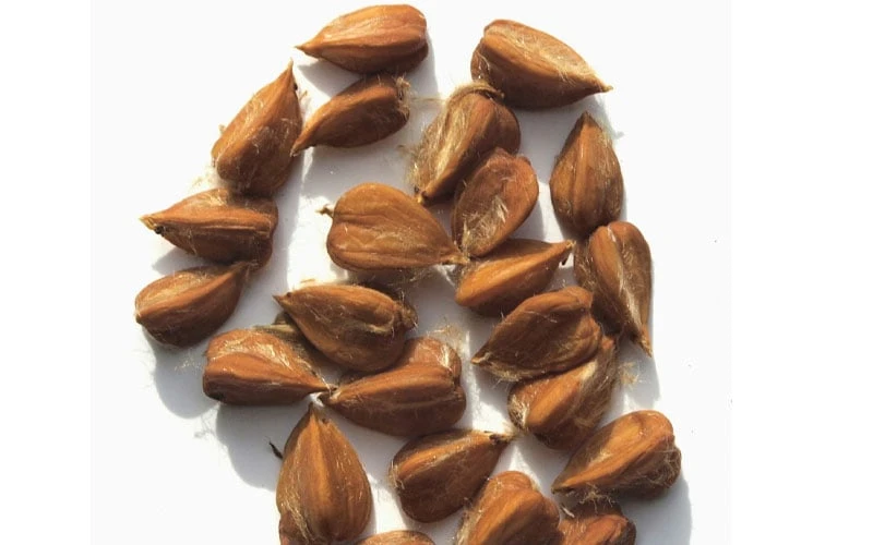 American Beech Tree (Fagus Grandifolia) - 3 Gallon Pot - Image 5