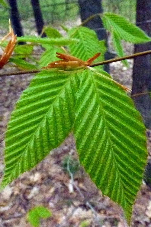 American Beech Tree (Fagus Grandifolia) - 3 Gallon Pot - Image 6