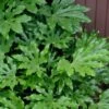 Fatsia Japonica (Japanese Aralia / Glossy Paper Plant) - 7 Gallon Pot (2-3')
