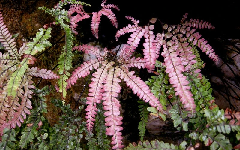 Rosy Pink Maidenhair Fern (Adiantum Hispidulum) - 1 Gallon Pot - Image 4