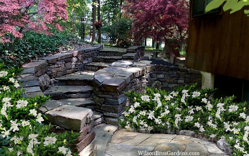 Celestial Star Gardenia - 1 Gallon Pot - Image 5