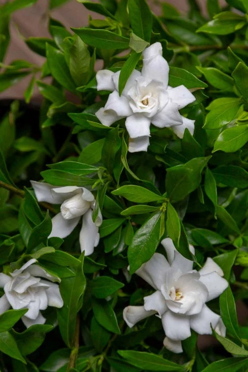Fool Proof Gardenia - 2 Gallon Pot - Image 4