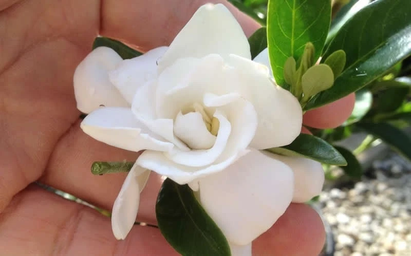 Jubilation Gardenia - 2.5 Quart Pot - Image 4