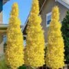 Sky Tower Ginkgo Maidenhair Tree (Male) - 3 Gallon Pot