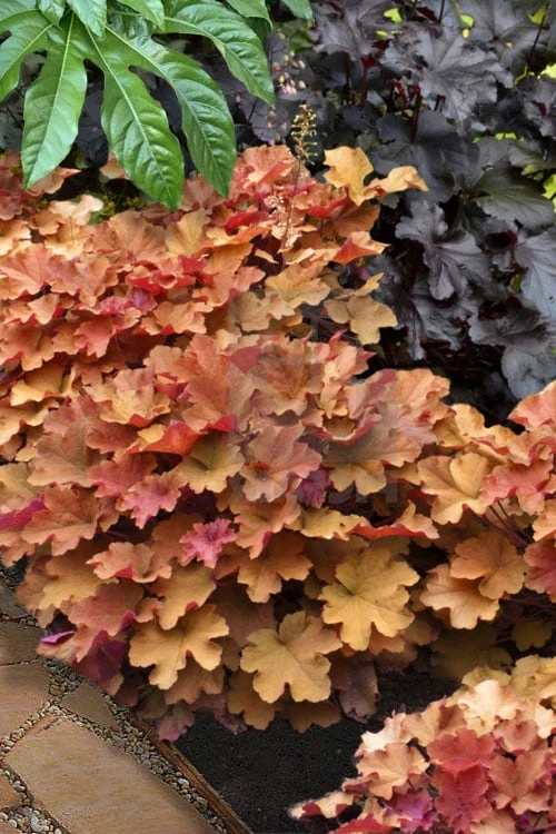 Caramel Heuchera (Villosa Hybrid) - 1 Gallon Pot - Image 4