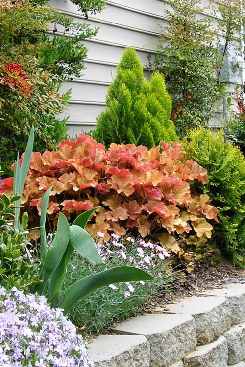 Caramel Heuchera (Villosa Hybrid) - 1 Gallon Pot - Image 5