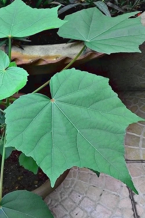 Confederate Rose Hibiscus (Rose Mallow) - 3 Pack Of Quart Pots - Image 5